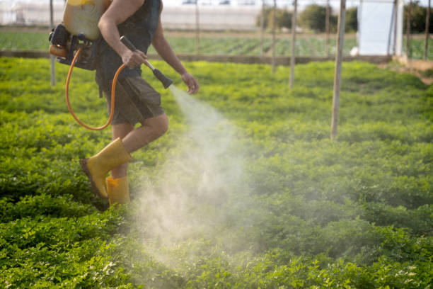Best Affordable Pest Control Services  in Littlerock, CA