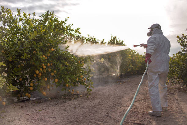 Best Best Pest Control Near Me  in Littlerock, CA