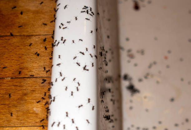 Best Exterminator Services  in Littlerock, CA