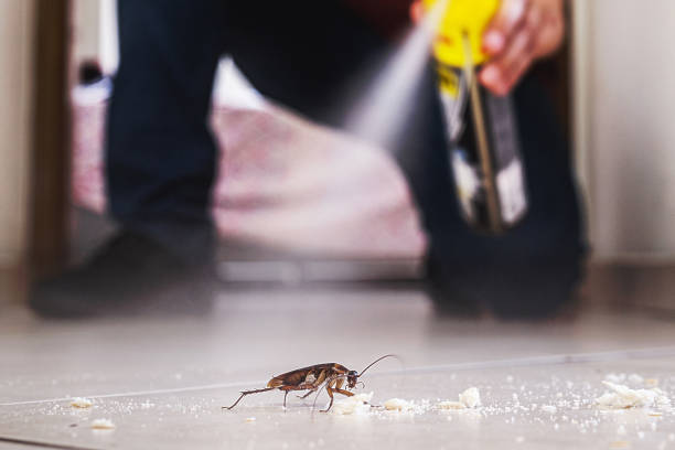 Best Mosquito Control Services  in Littlerock, CA
