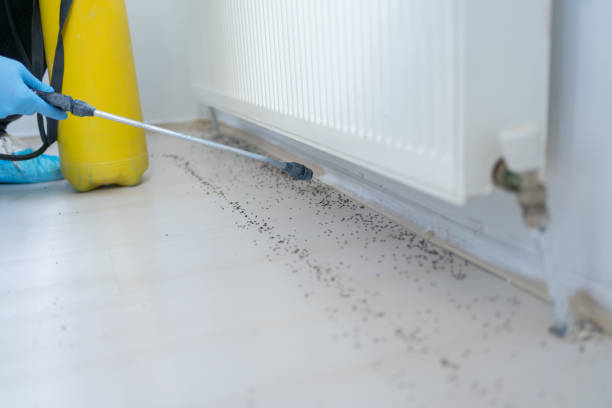 Best Wasp Removal Services  in Littlerock, CA
