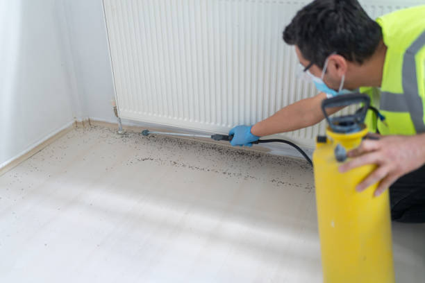 Best Affordable Pest Control Services  in Littlerock, CA
